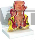 Rectum Human Anatomical Model